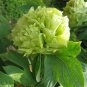 Chinese Peony Tree Light Green Ball Type Flowers 10 PCS Seeds