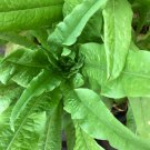 Chinese leaf lettuce Sword pointed 2500 PCS Seeds