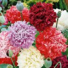 Chinese Peony Flower Mixed 6 Colors 10 PCS Seeds