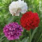 Chinese Peony Flower Mixed 6 Colors 10 PCS Seeds