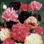 Chinese Peony Flower Mixed 6 Colors 10 PCS Seeds