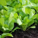 Chinese mustard ercai baby mustard 1200 PCS Seeds