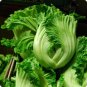 Chinese mustard ercai baby mustard 1200 PCS Seeds