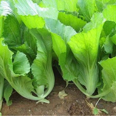 Chinese mustard 4000 PCS Seeds