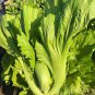 Chinese mustard 4000 PCS Seeds