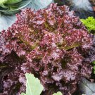 Chinese leaf lettuce Sword pointed lettuce A Choy 2500 PCS Seeds