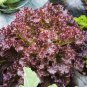 Chinese leaf lettuce Sword pointed lettuce A Choy 2500 PCS Seeds