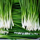 Chinese Garlic Chives 1000 PCS Seeds Chinese Garlic Chives 1000 PCS Seeds