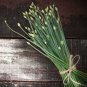 Chinese Garlic Chives 1000 PCS Seeds