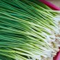 Chinese Garlic Chives 1000 PCS Seeds
