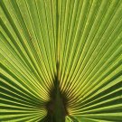 Chinese Fan Palm Bonsai Ornamental Plant Livistona Chinensis Plant 10 PCS Seeds Chinese Fan Palm Bonsai Ornamental Plant Livistona Chinensis Plant 10 PCS Seeds