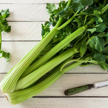 Chinese Celery Khuenchai Kan-tsai Kin-tsai Kunchoy Qincai Kinchay 2000 PCS Seeds