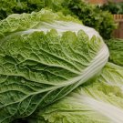 CHINESE CABBAGE (Buk Choy-White Stem) 800 PCS Seeds