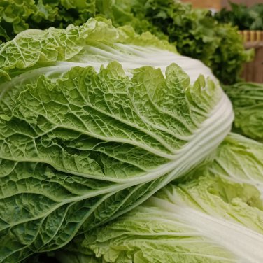 CHINESE CABBAGE (Buk Choy-White Stem) 800 PCS Seeds