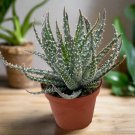 Charming Aloe Mix Excellent Houseplants Succulent Aloe Vera 500 PCS Seeds Charming Aloe Mix Excellent Houseplants Succulent Aloe Vera 500 PCS Seeds