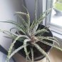 Charming Aloe Mix Excellent Houseplants Succulent Aloe Vera 500 PCS Seeds
