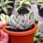 Charming Aloe Mix Excellent Houseplants Succulent Aloe Vera 500 PCS Seeds
