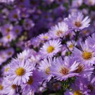 Chinese Ageratum Conyzoides Callistephus Aster Light Purple 200 PCS Seeds