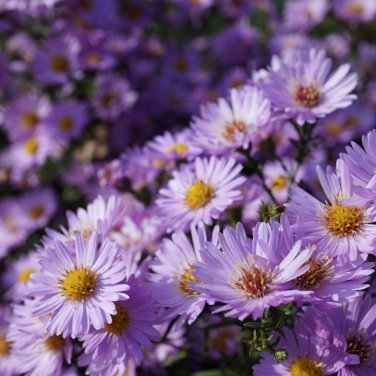 Chinese Ageratum Conyzoides Callistephus Aster Light Purple 200 PCS Seeds