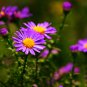 Chinese Ageratum Conyzoides Callistephus Aster Light Purple 200 PCS Seeds