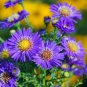 Chinese Ageratum Conyzoides Callistephus Aster Light Purple 200 PCS Seeds