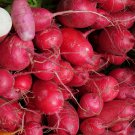 Cherry Belle Radish 1000 PCS Seeds
