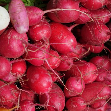 Cherry Belle Radish 1000 PCS Seeds