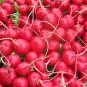 Cherry Belle Radish 1000 PCS Seeds