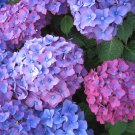 Champagne Hydrangea Light Purple and Light Blue Flowers 20 PCS Seeds Champagne Hydrangea Light Purple and Light Blue Flowers 20 PCS Seeds