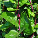 Ceylon Spinach Malabar Spinach Green 100 PCS Seeds