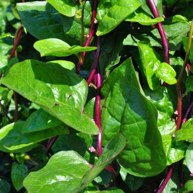Ceylon Spinach Malabar Spinach Green 100 PCS Seeds