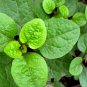 Ceylon Spinach Malabar Spinach Green 100 PCS Seeds