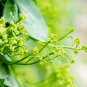 Ceylon Spinach Malabar Spinach Green 100 PCS Seeds