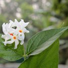 CESTRUM NOCTURNUM Night Blooming Jasmine White Flowers 20 PCS Seeds CESTRUM NOCTURNUM Night Blooming Jasmine White Flowers 20 PCS Seeds