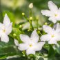 CESTRUM NOCTURNUM Night Blooming Jasmine White Flowers 20 PCS Seeds
