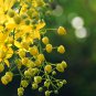 Cassia herb catsia tora Linn Chinese herb 20 PCS Seeds