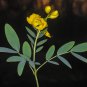 Cassia herb catsia tora Linn Chinese herb 20 PCS Seeds
