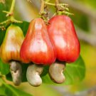 Cashew Tree 5 PCS Seeds