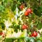 Cashew Tree 5 PCS Seeds