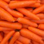 Carrot Red Giant Vegetable Planting Organic Heirloom 3200 PCS Seeds