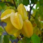 Carambola 2 Types Available 50 PCS Seeds
