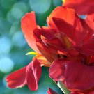 Canna Lily Fresh Red Double Flowers 200 PCS Seeds Canna Lily Fresh Red Double Flowers 200 PCS Seeds