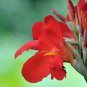Canna Lily Fresh Red Double Flowers 200 PCS Seeds