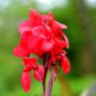 Canna Lily Fresh Red Double Flowers 200 PCS Seeds