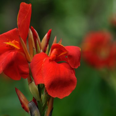 Canna Lily Flore Outdoor Indoor Red Flowers with Dark Red Leaves 200 PCS Seeds