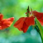 Canna Lily Flore Outdoor Indoor Red Flowers with Dark Red Leaves 200 PCS Seeds