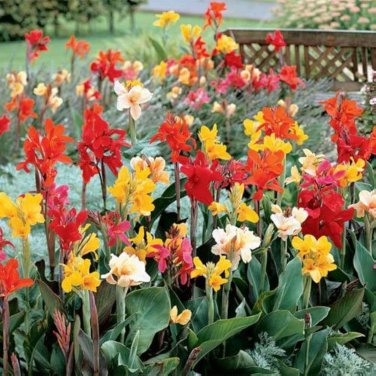 Canna Lily Flore Outdoor Indoor Mixed Flowers 200 PCS Seeds