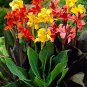 Canna Lily Flore Outdoor Indoor Mixed Flowers 200 PCS Seeds