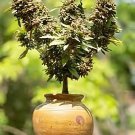 Canna Bonsai DIY Potted Plants 111 PCS Seeds