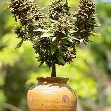 Canna Bonsai DIY Potted Plants 111 PCS Seeds